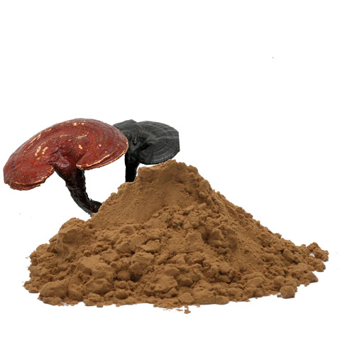 명쾌한 Ganoderma 추출물